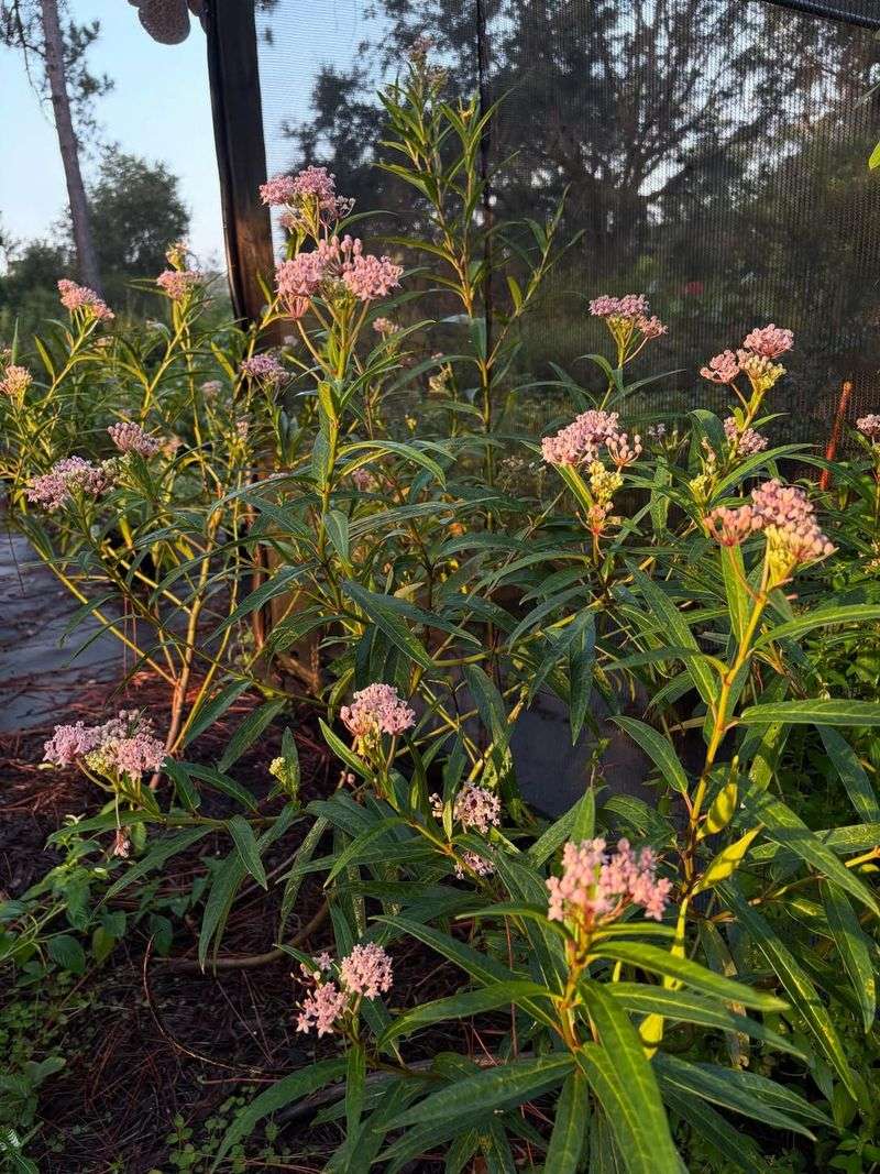 Swamp Milkweed