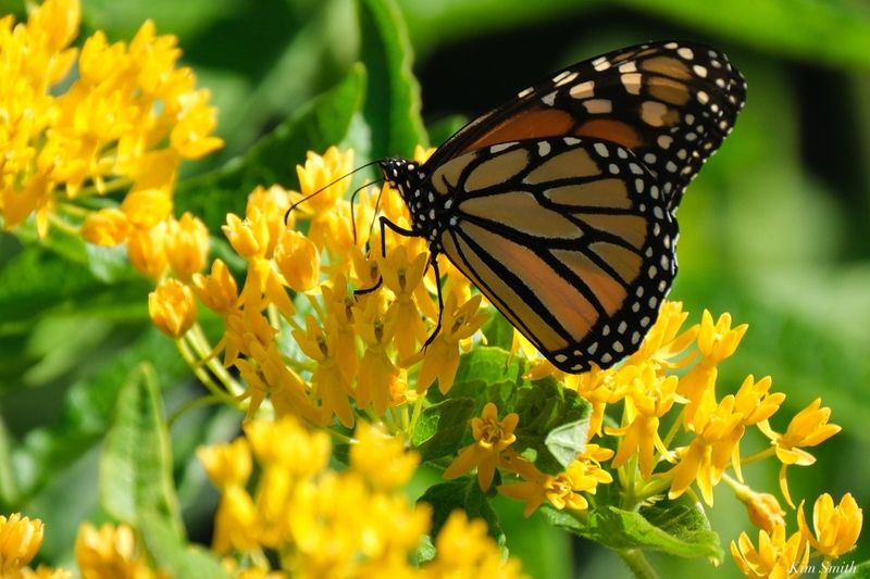 Swamp Milkweed