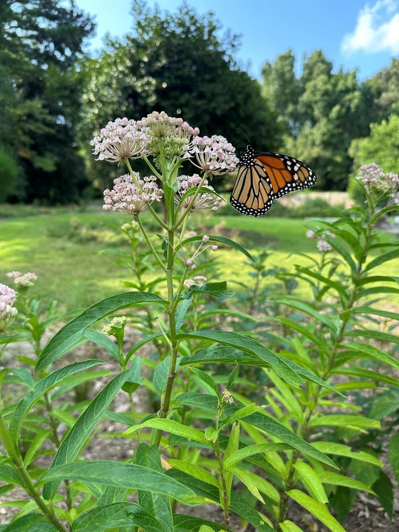 Swamp Milkweed