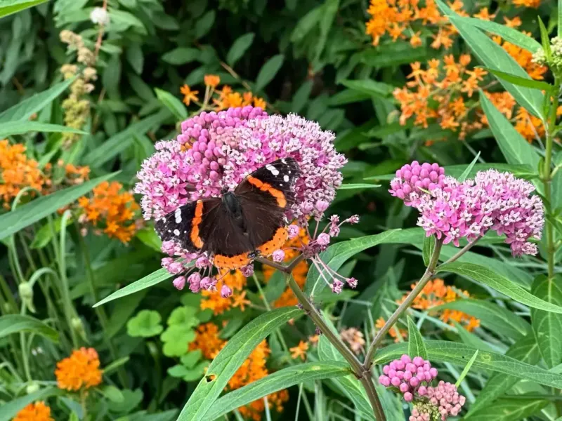 Swamp Milkweed