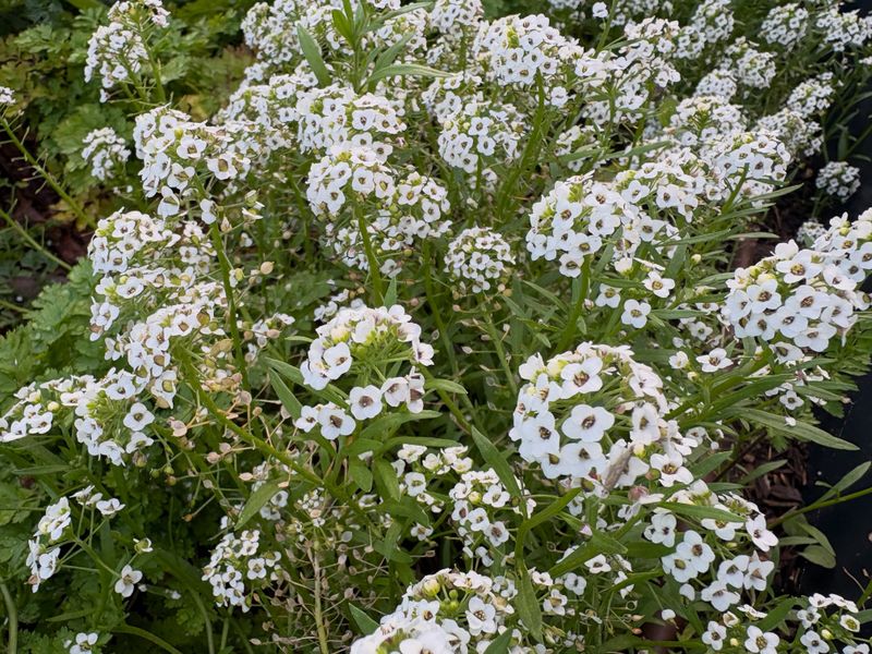 Sweet Alyssum Sweet Alyssum
