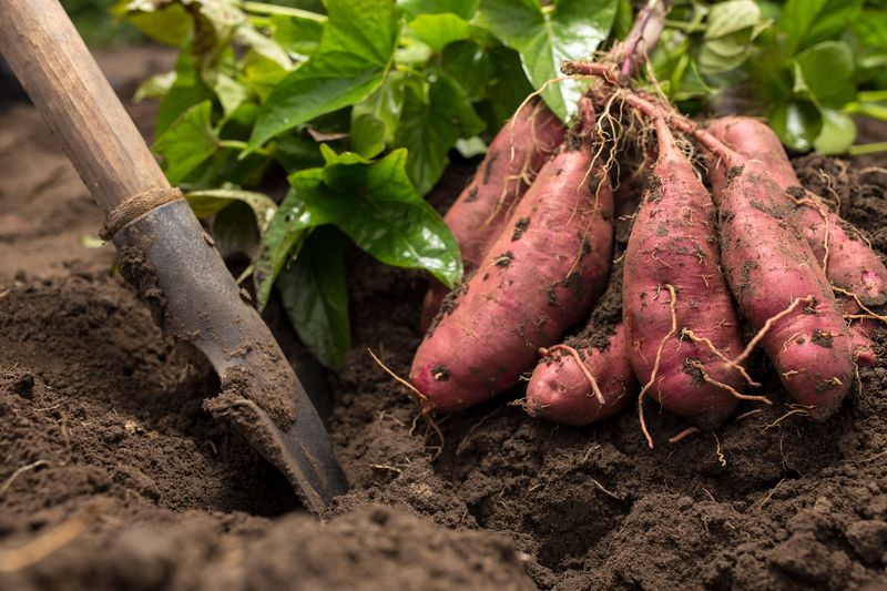 Sweet Potatoes Sweet Potatoes