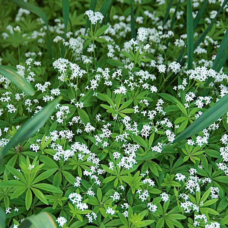 Sweet Woodruff Sweet Woodruff