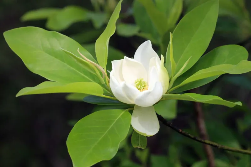 Sweetbay Magnolia