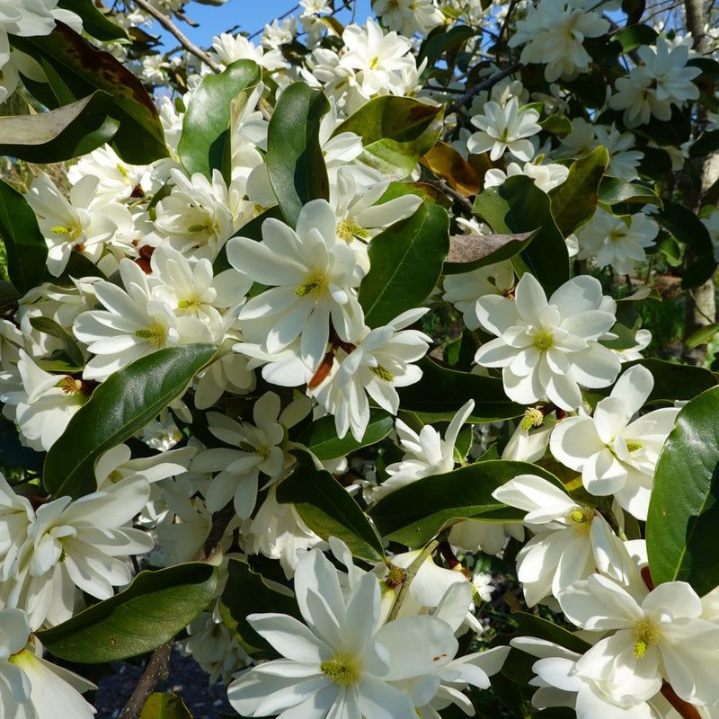 Sweetbay Magnolia