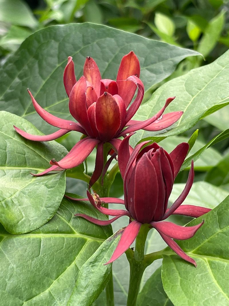 Sweetshrub (Calycanthus floridus)