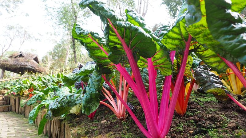 Swiss Chard