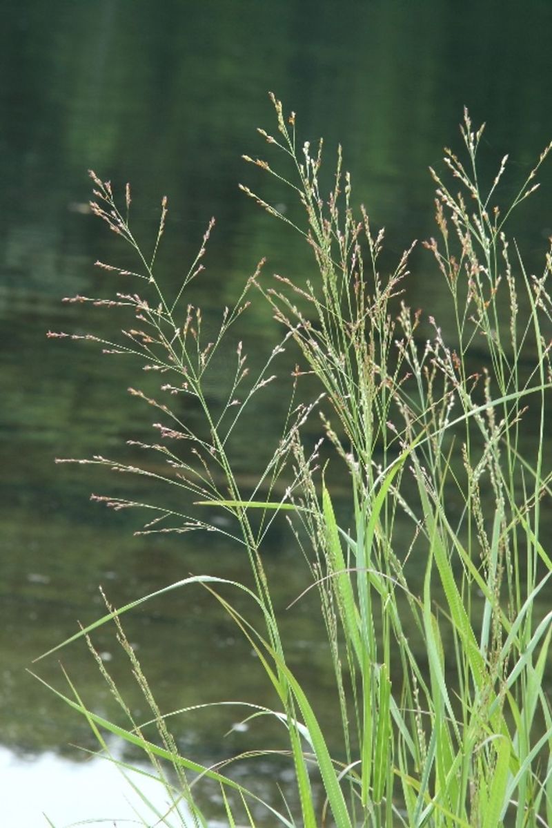 Switchgrass fits the pond edge—but it is not a mosquito cure