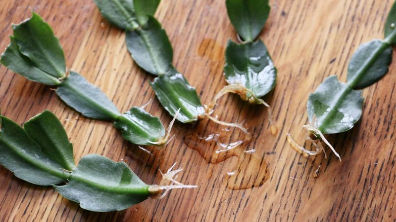 Take backup cuttings from healthy tissue