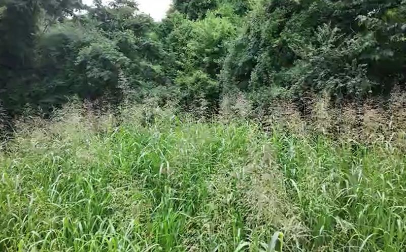 Tall, Overgrown Grass