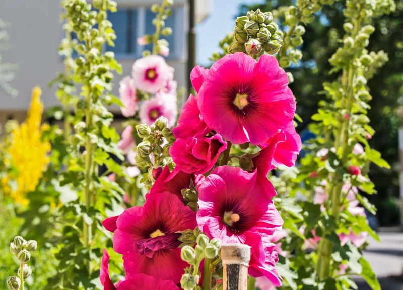 Tall hollyhocks are not automatically overfed