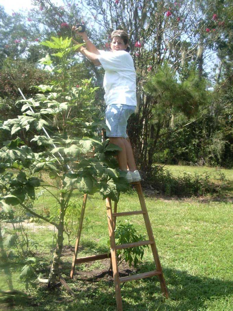 Tall okra plants are often normal; overmature pods cause the toughness