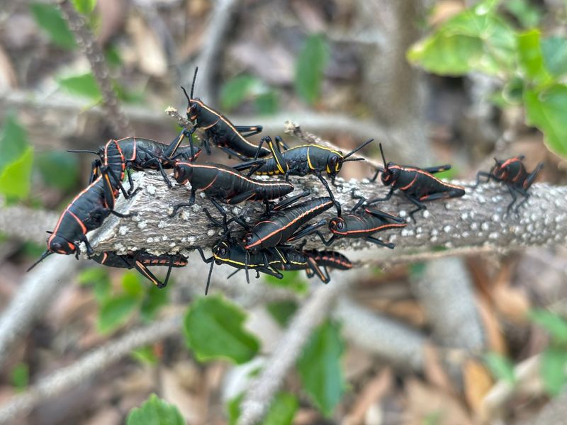 Target clustered spring nymphs before they become adults