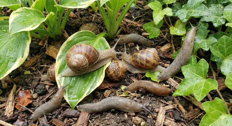 Target the garden bed before reaching for bait
