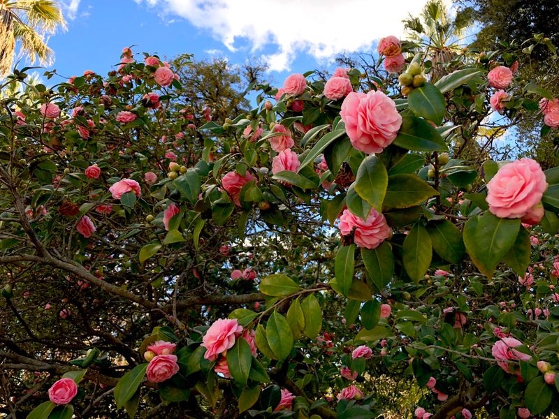 Target winter-blooming Camellia japonica