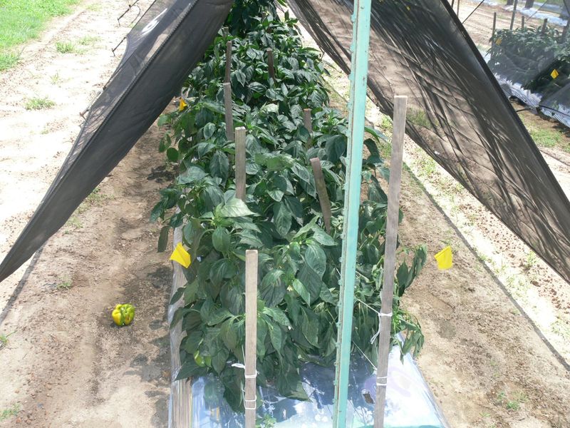 Temporary shade can reduce further sunscald