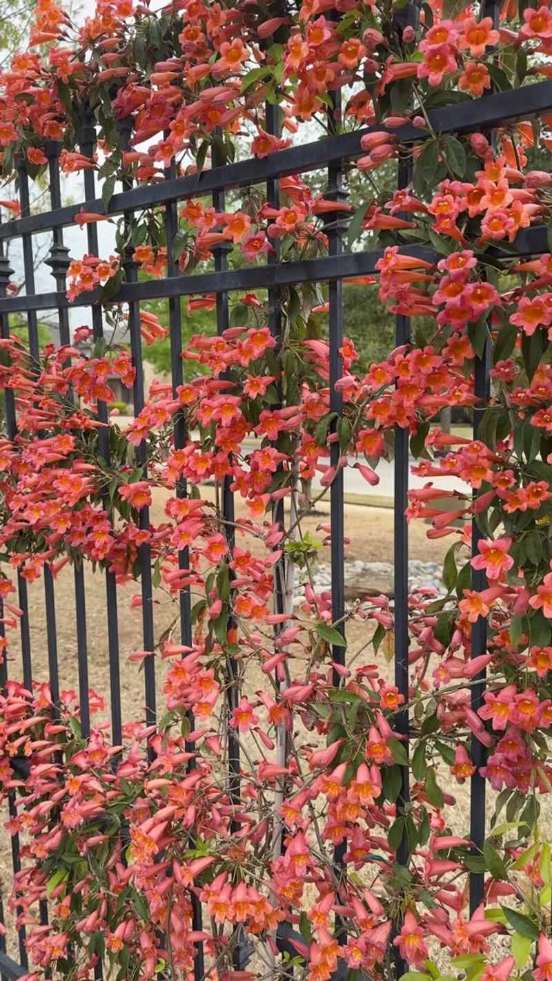 Tendrils make crossvine well suited to chain-link and wire