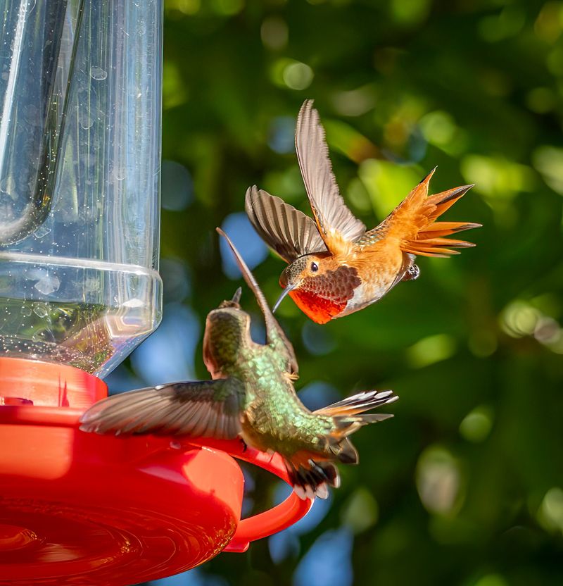 Territorial hummingbirds can hide access problems
