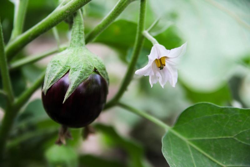 Test Whether Pollination Limits Fruit Set Test Whether Pollination Limits Fruit Set