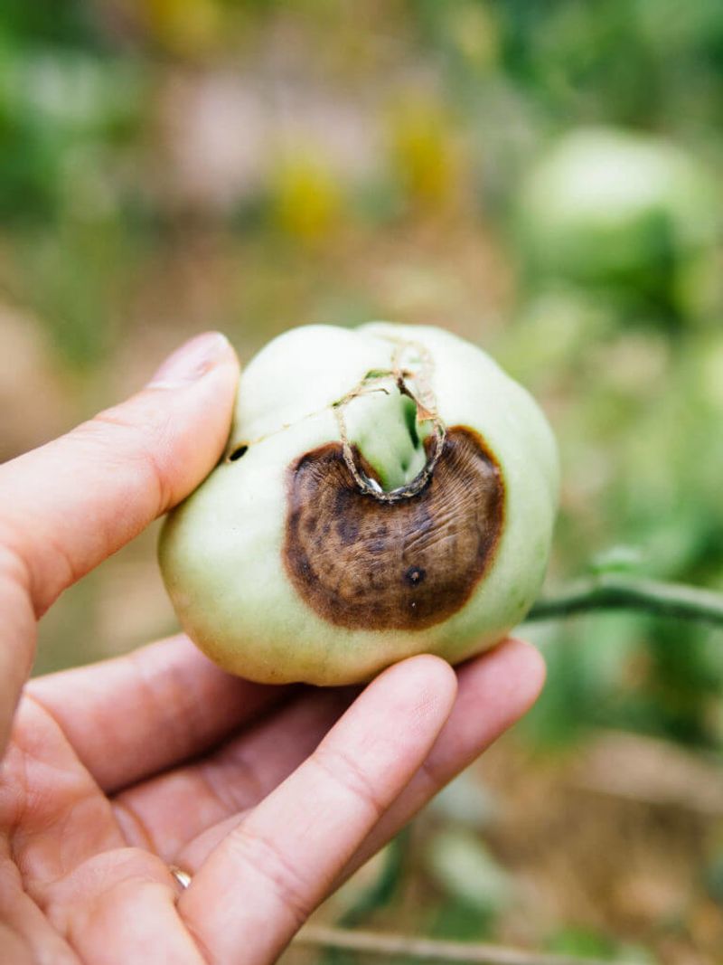 Test the soil before adding calcium
