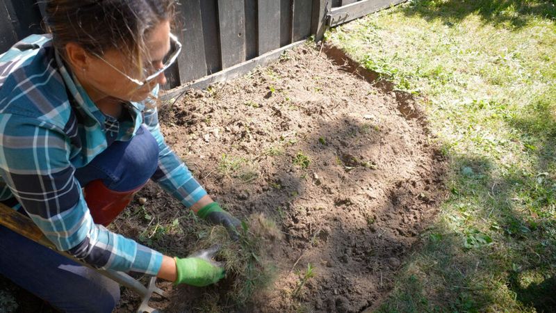 Test the soil before you water the tree Test the soil before you water the tree