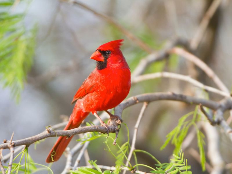 Texas Cardinals Are Residents, Not Late-Summer Arrivals