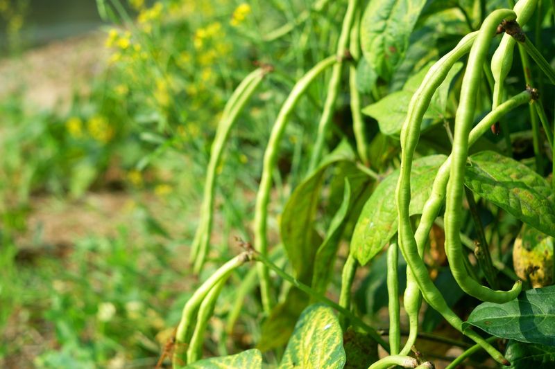 Texas Cream Southern Peas (Cowpeas) Texas Cream Southern Peas (Cowpeas)