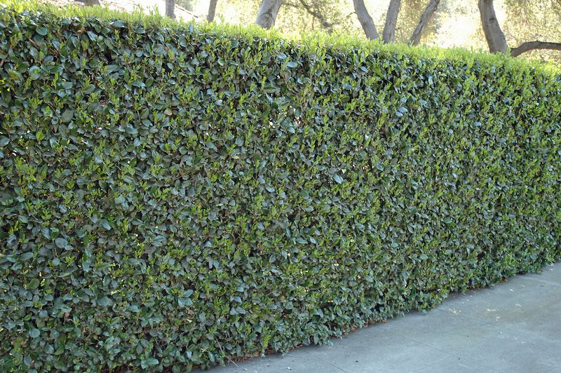 Texas Privet (Ligustrum japonicum)