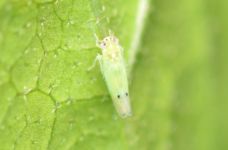 Texas has detected an emerging pest, not a statewide garden outbreak