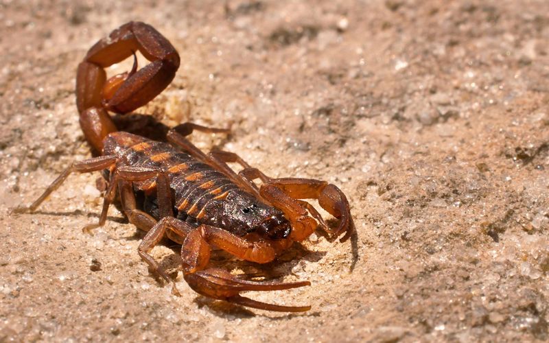 Texas has many scorpions, especially in the west