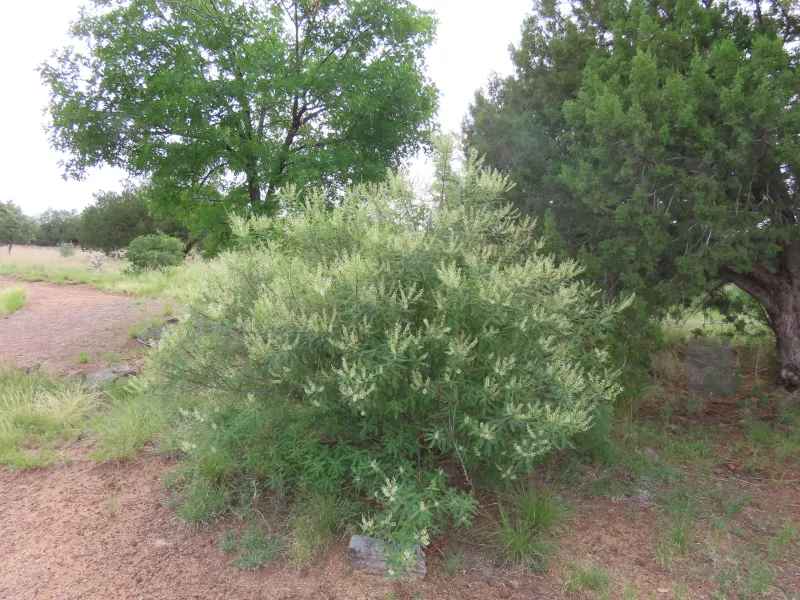 Texas kidneywood can support a bat-friendly yard—but it is not a one-plant solution Texas kidneywood can support a bat-friendly yard—but it is not a one-plant solution