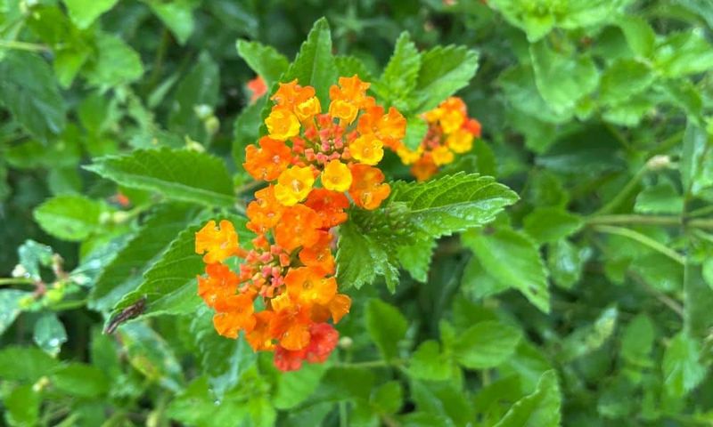 Texas lantana can make the promise—but only in the right yard
