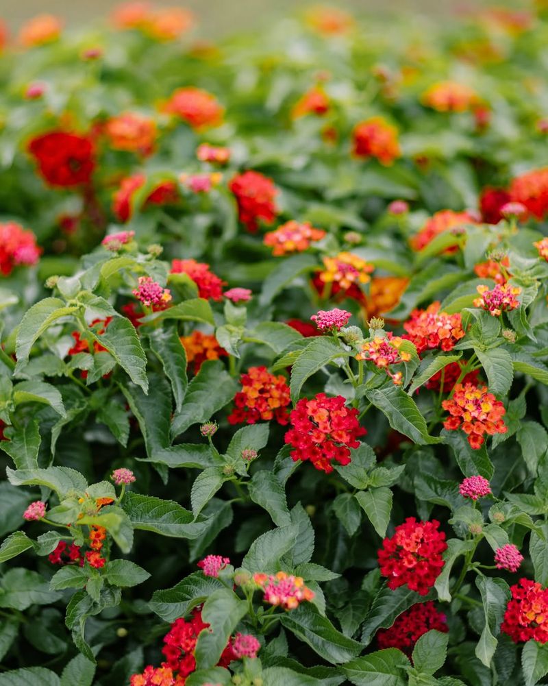 Texas lantana fits the summer-porch habitat idea Texas lantana fits the summer-porch habitat idea