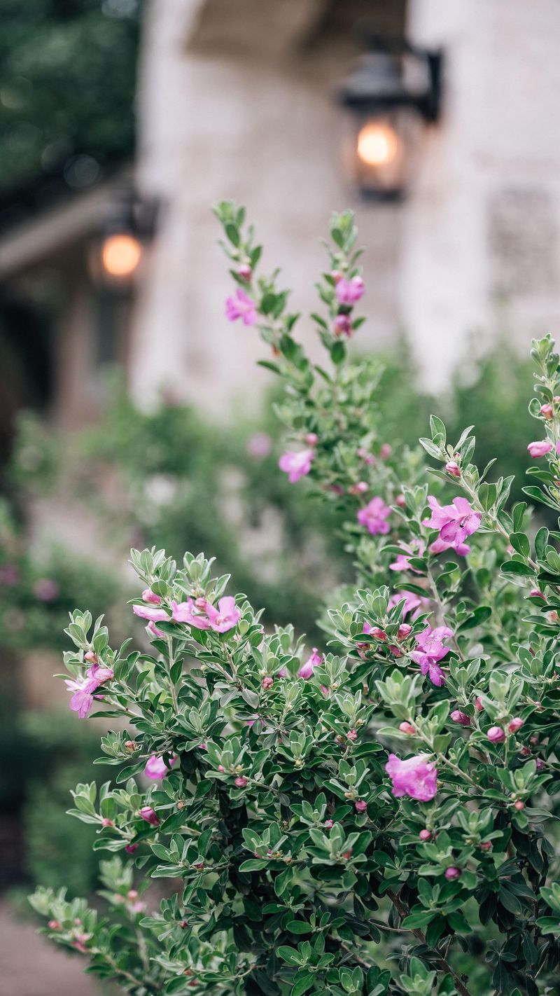Texas sage can give a sunny entry a polished structure