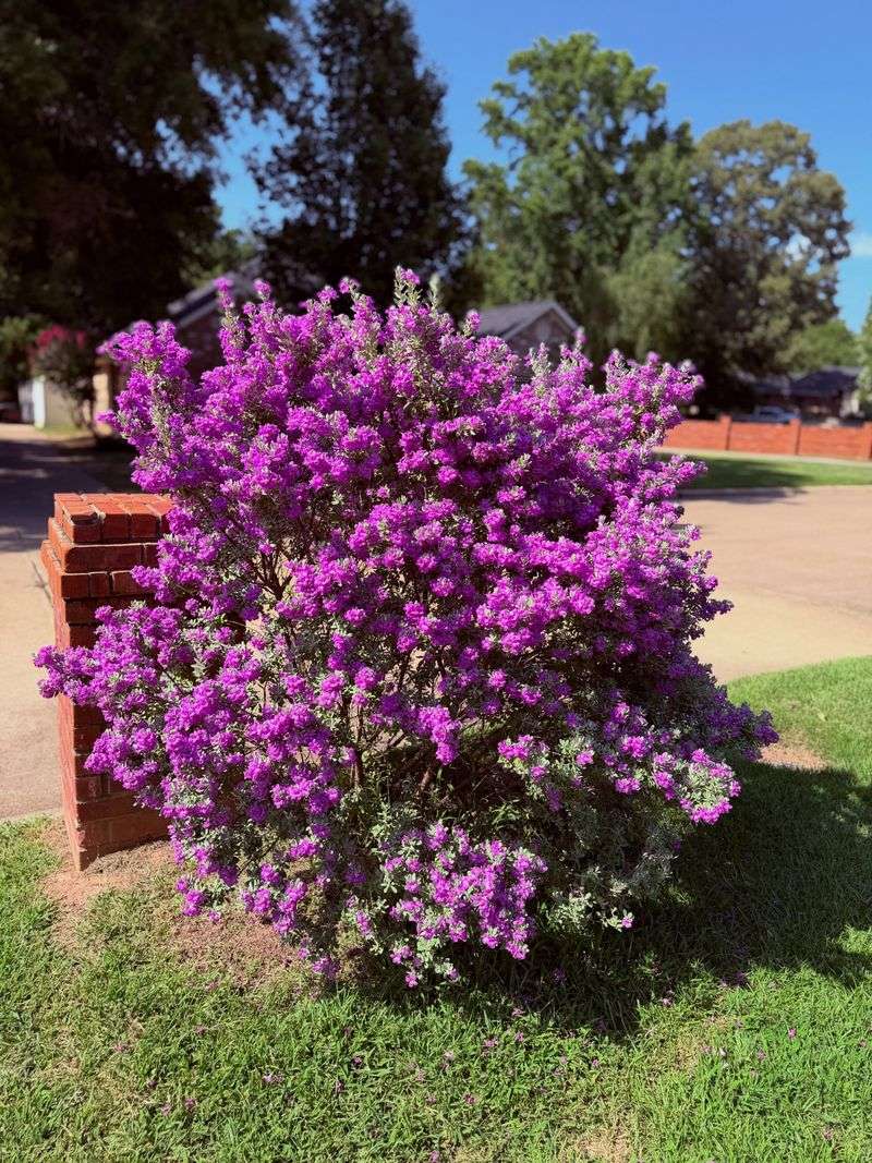 Texas sage earns its place in a Hill Country yard Texas sage earns its place in a Hill Country yard