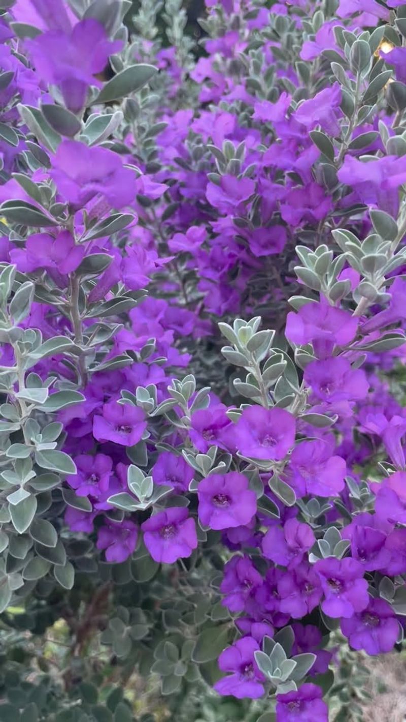 Texas sage makes a strong native fence-line choice