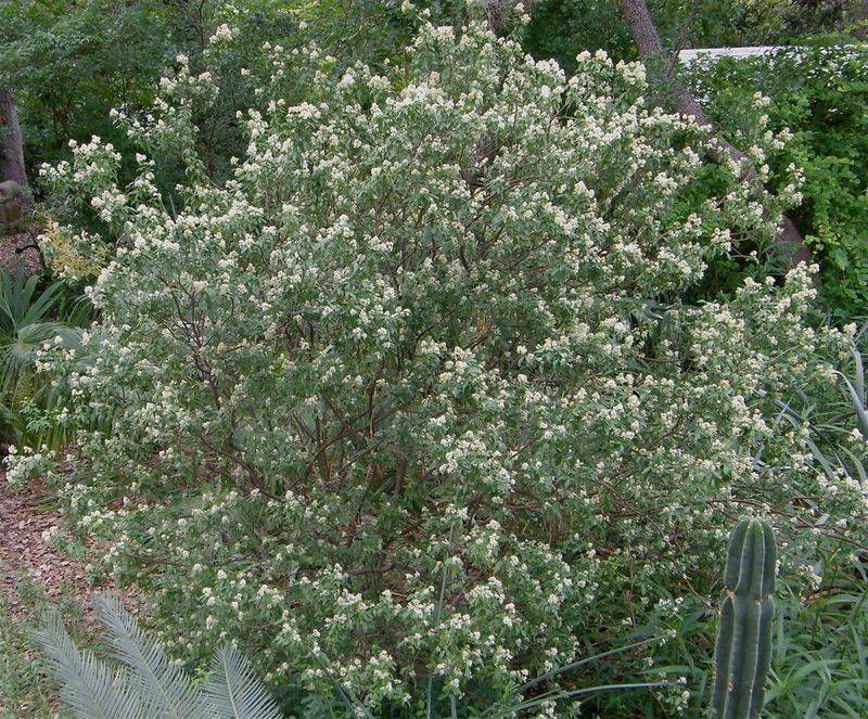 Texas torchwood is a shrub, not the promised vine