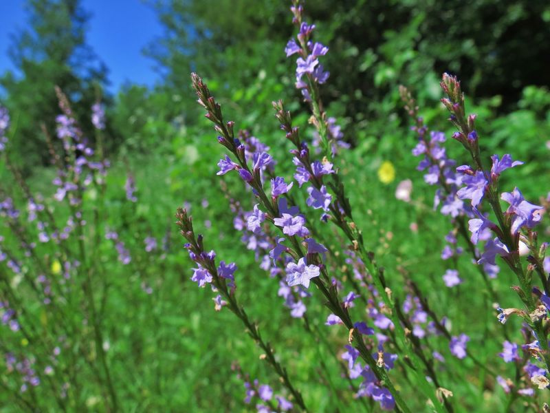 That Purple Lawn Volunteer May Be Texas Vervain That Purple Lawn Volunteer May Be Texas Vervain