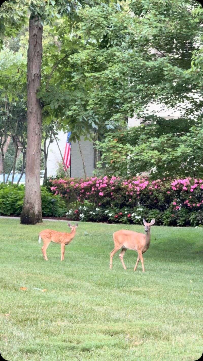 That corner is probably functioning as secure resting habitat That corner is probably functioning as secure resting habitat