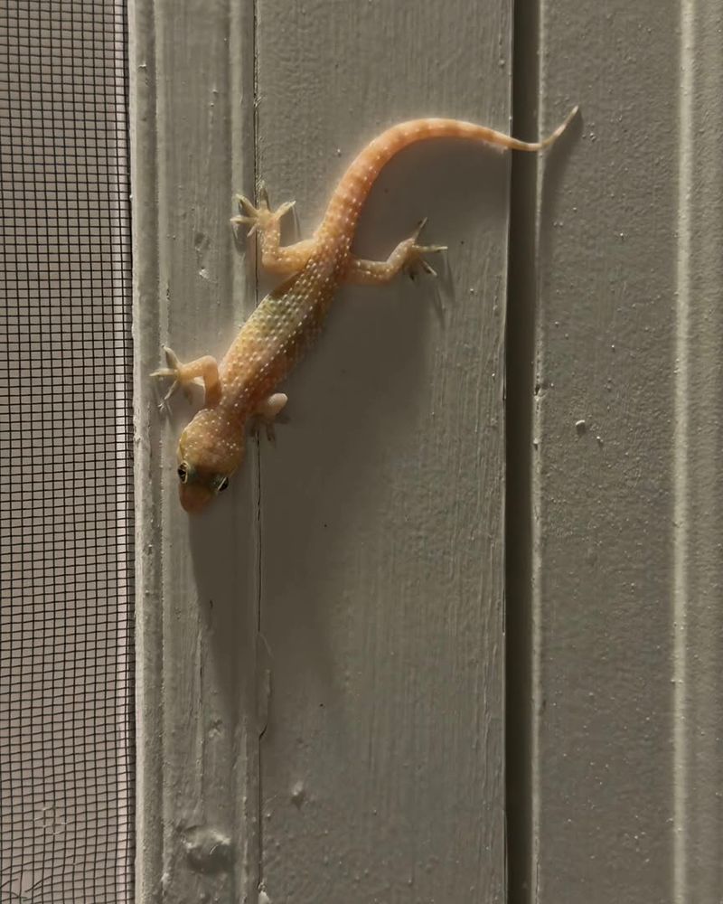 That plain brown porch lizard may be a Mediterranean house gecko