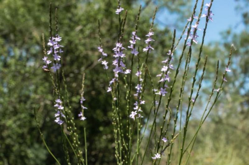 That purple lawn plant may be Texas vervain