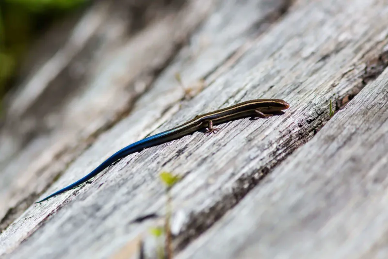 That shiny yard lizard may be a western skink That shiny yard lizard may be a western skink