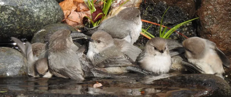 That small flock may be Bushtits