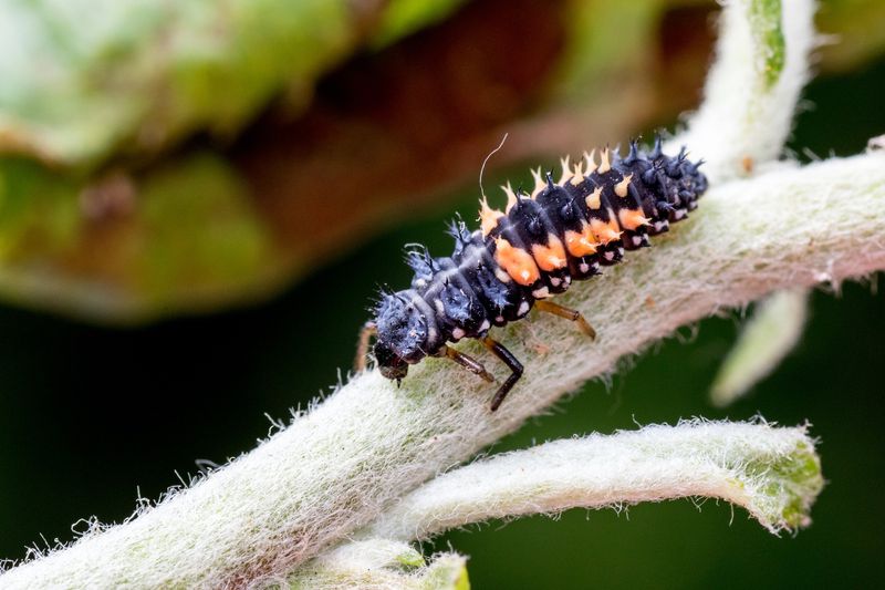 That spiky insect may be a lady beetle larva