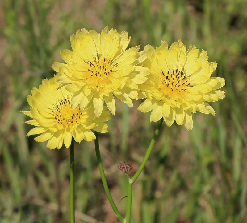 That yellow lawn plant may be Texas dandelion