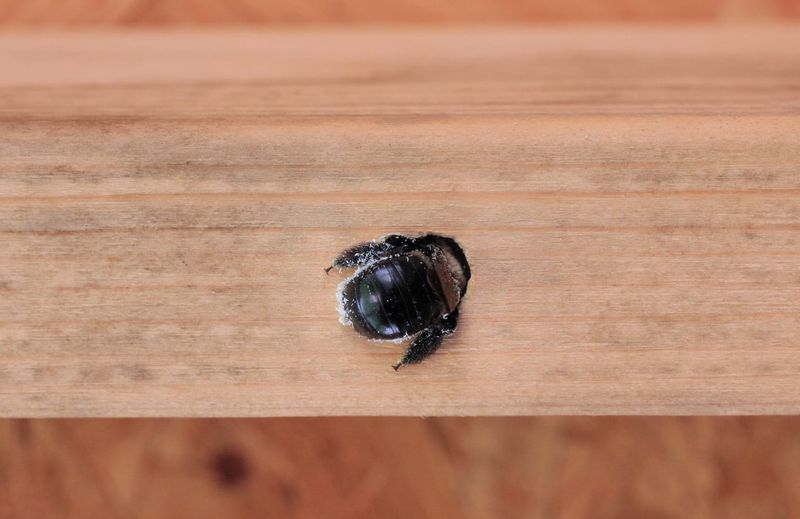 The Bee Is Excavating a Nest, Not Eating the Railing