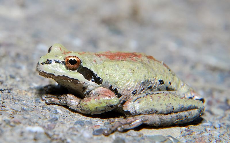 The California Species Behind the Name Matter The California Species Behind the Name Matter