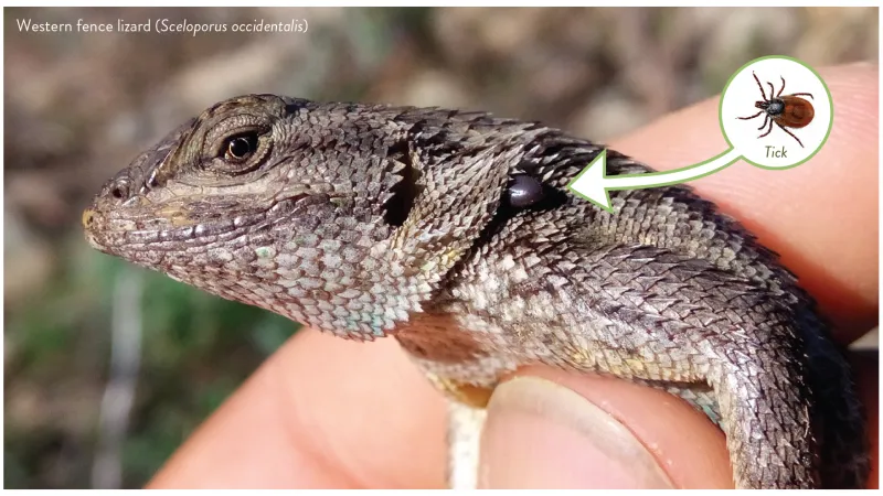The California lizard story needs a correction