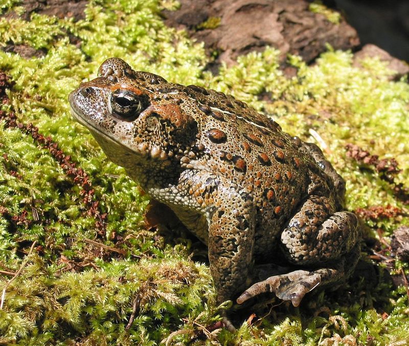 The California toad helps, but it is not a slug-eating machine
