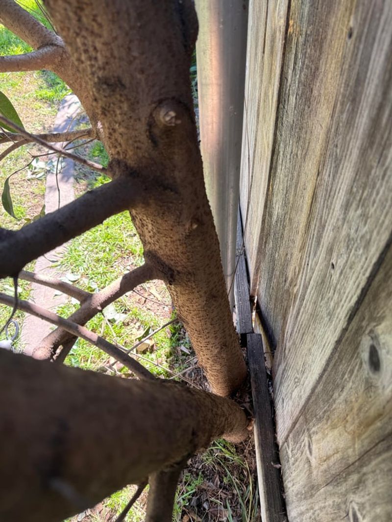 The Fence Does Not Decide Who Owns the Tree The Fence Does Not Decide Who Owns the Tree